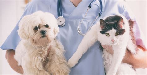 J.M.D.pets health care & cure (home services )