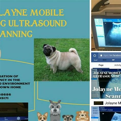 JOLAYNE MOBILE DOG ULTRASOUND SCANNING