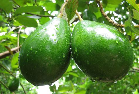 JR Fruits - Kodaikanal - Avocado Fruits - Avocado Sapling - Grafted Avocado Sapling- Passion Fruits