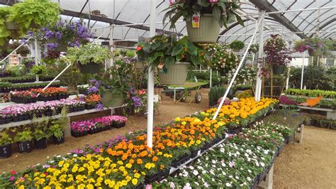 JR Nursery Garden (Plants Sales/Landscape & Maintenance)
