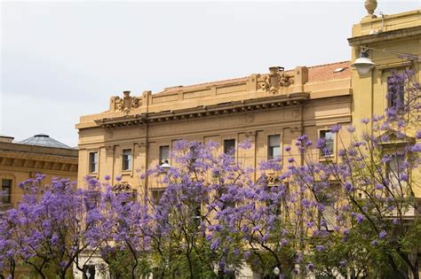 Jacaranda Cagliari