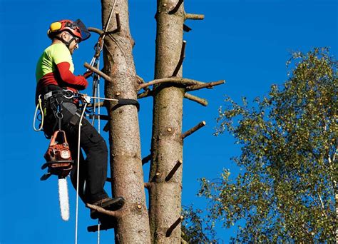 James Kemp Tree Surgery, Fencing & Landscaping