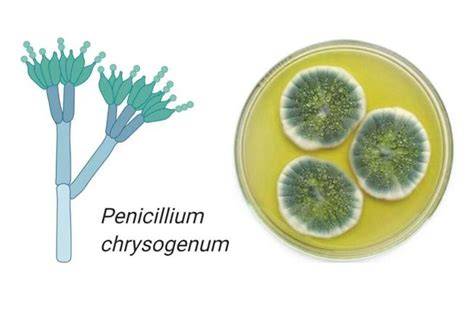 Jamur Penicillium