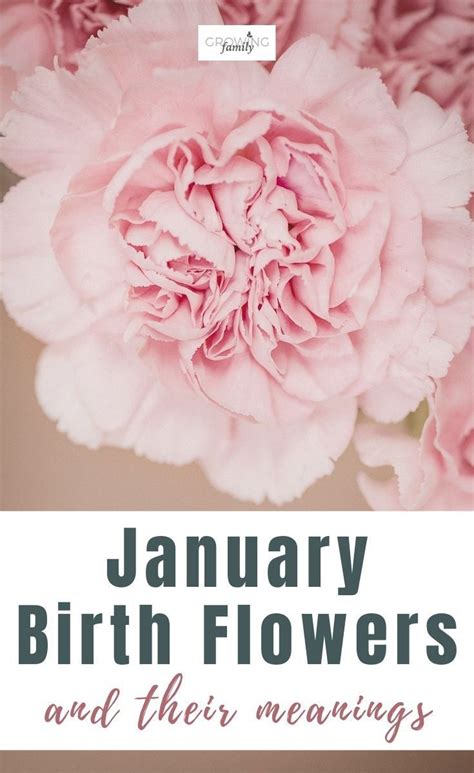 January-Birth-Flower
