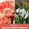 January-Birth-Flower