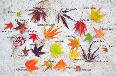 Japanese Maple Leaf Identification Chart