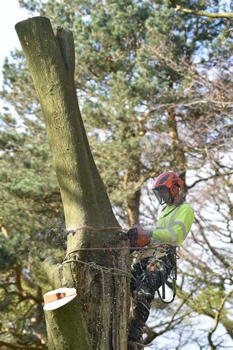 Jardine Tree Surgery & Landscapes