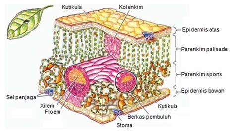 Jaringan Epidermis