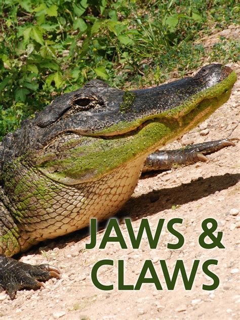 Jaws Claws & Beaks Garden & Pet Store Ltd