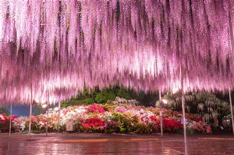 Jepang Taman Bunga Ashikaga
