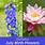 July-Birth-Flower