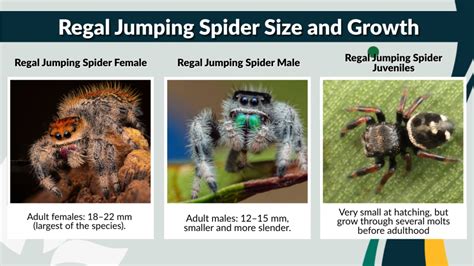Jumping Spider Size Chart