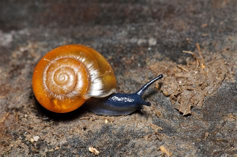 K’snails&beauty