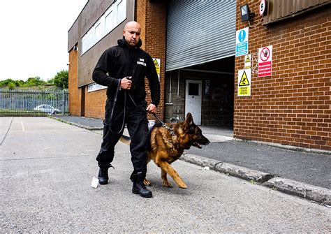 K-9 PRIVATE SECURITY Guard Dog Security London Edinburgh Cardiff Belfast