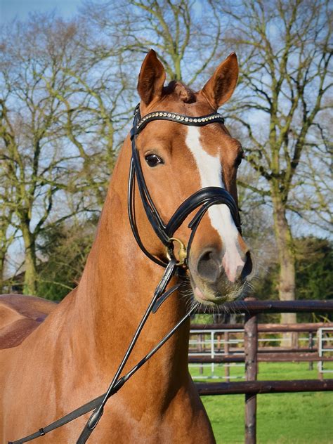 KASTANIENHOF Hanover