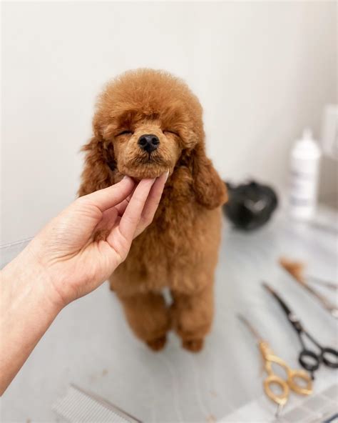KOOS grooming 