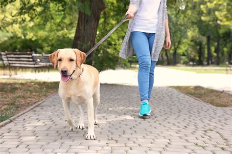 KS Dog Walking & Pet Services