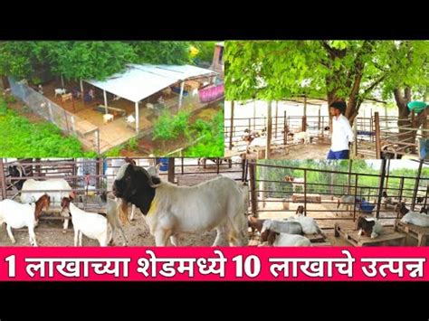 Karande goat farm Lonarwadi ( करांडे शेळीपालन प्रकल्प )