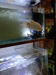 Karthik Fish Aquarium & Pet Shop
