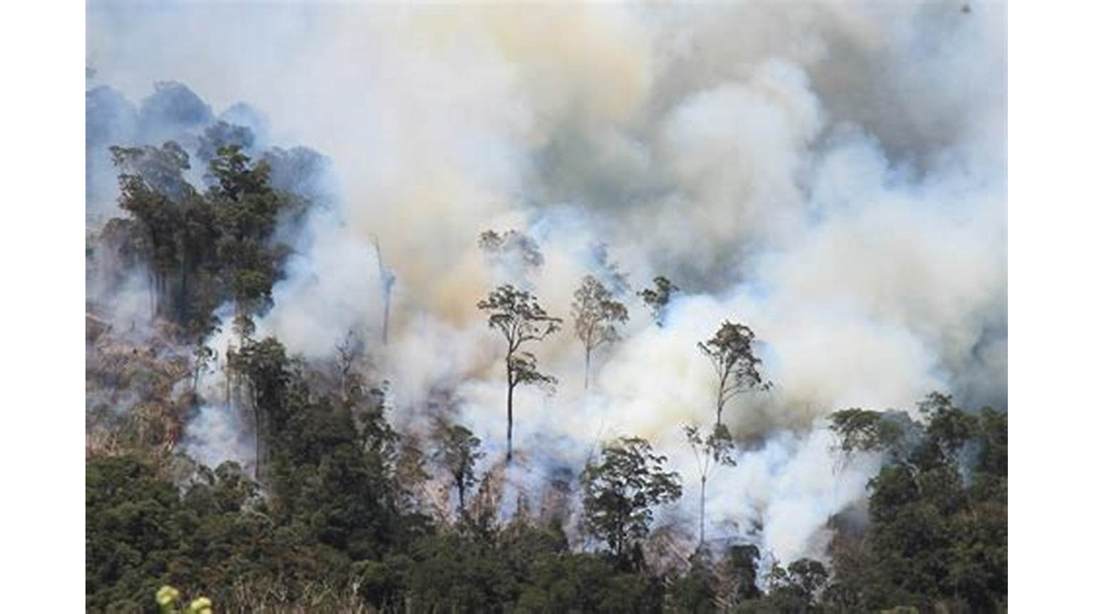 Kebakaran Hutan di Indonesia