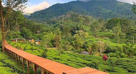 Kebun Teh Gunung Mas