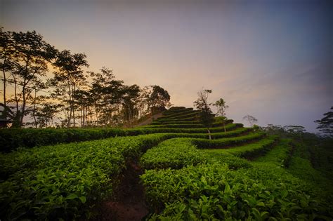 Kebun Teh Nglinggo