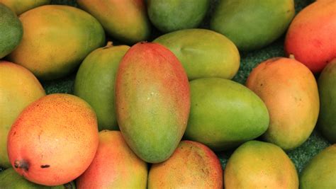 Kent mangoes