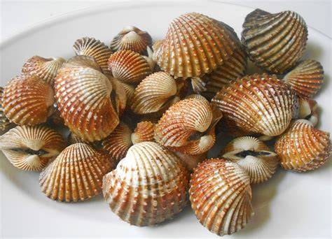 Kerang