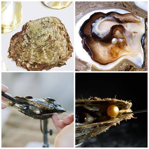 Kerang Mutiara
