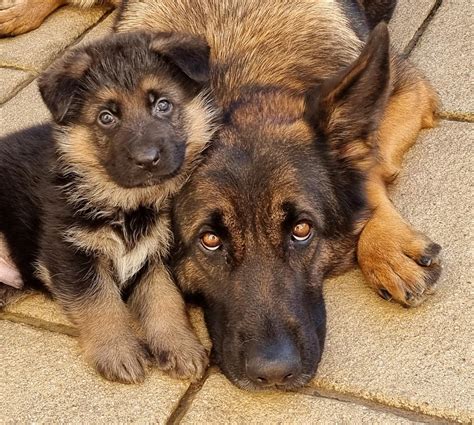 Kesyra German Shepherd Dogs