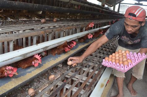 Keuntungan Bisnis Peternakan Ayam Kate Bertelur