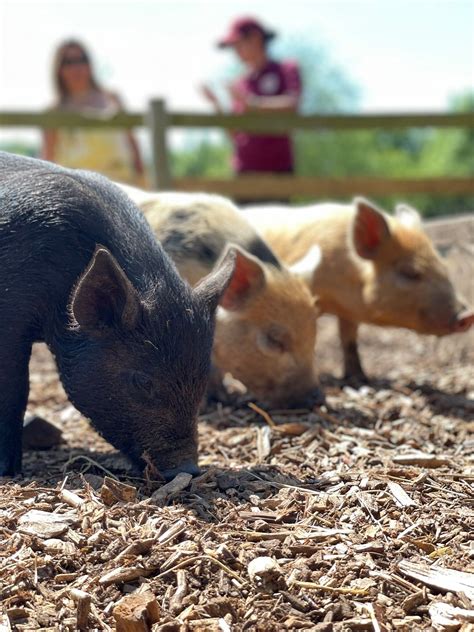 Kew Little Pigs Farm