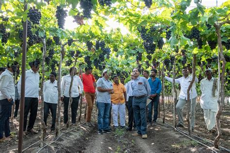 Kharade grapes farm