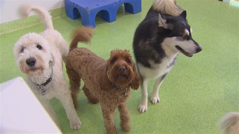 King's Dog Daycare & Cafe (Pet-A-Pooch now open 11am-5pm every weekday!)