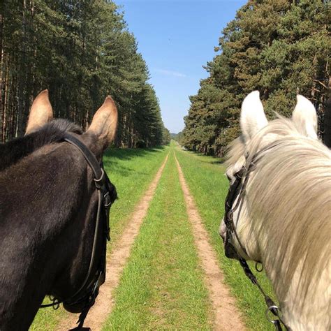 Kings forest livery Ltd Equus lodge