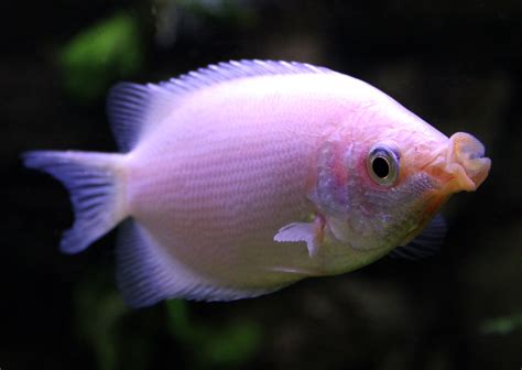 Kissing Fish Aquarium & Flower Shop - Best Florist & Fish Aquarium Shop in Kanpur