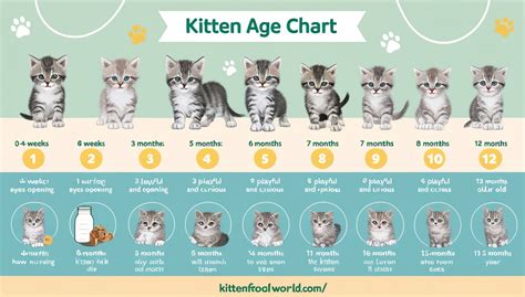 Kitten Development Kitten Age Chart