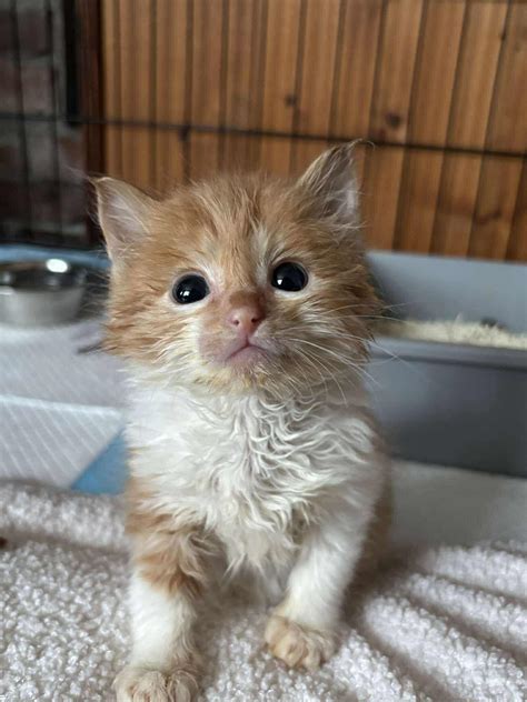 Kitten Help MTÜ 