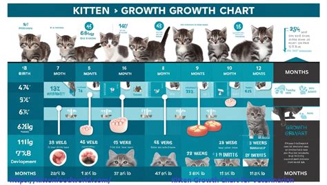Kitten Size And Age Chart