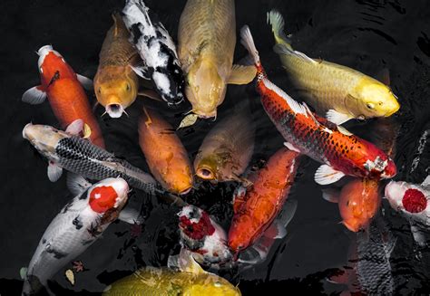 Koi Stress