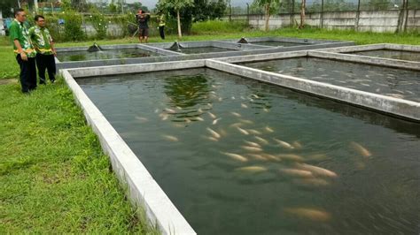 kolam ikan beton
