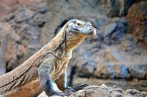 Komodo Dragon