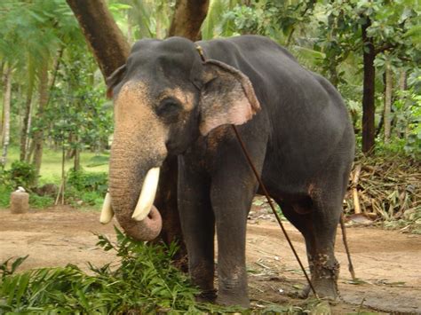 Konni Elephant Reserve