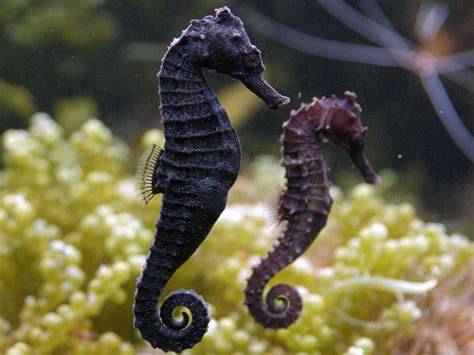 Kuda Laut