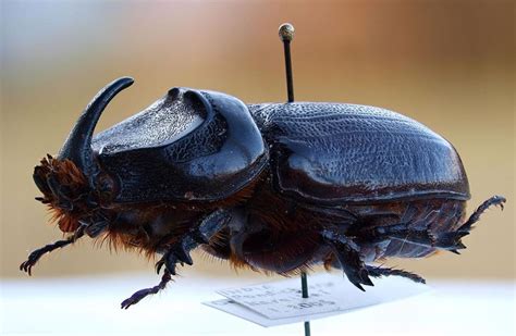 Kumbang Indonesia vs Kumbang Inggris