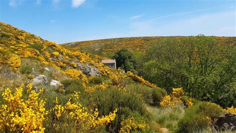 L'Avès à Montselgues