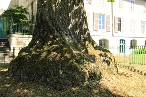 L'arbre sanglant à Vienne-le-Château