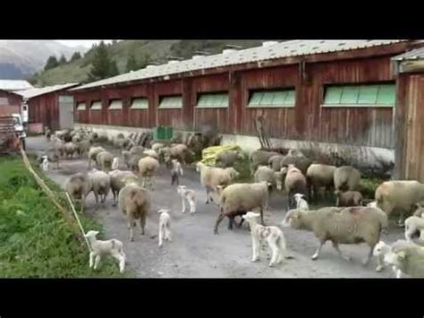 L etable à Molines-en-Queyras