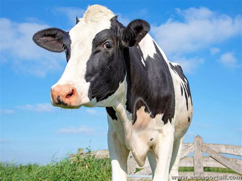 LA VACHE QUI ROULE à Chelles