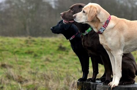 LABRADOR RETRIEVER TRAINING